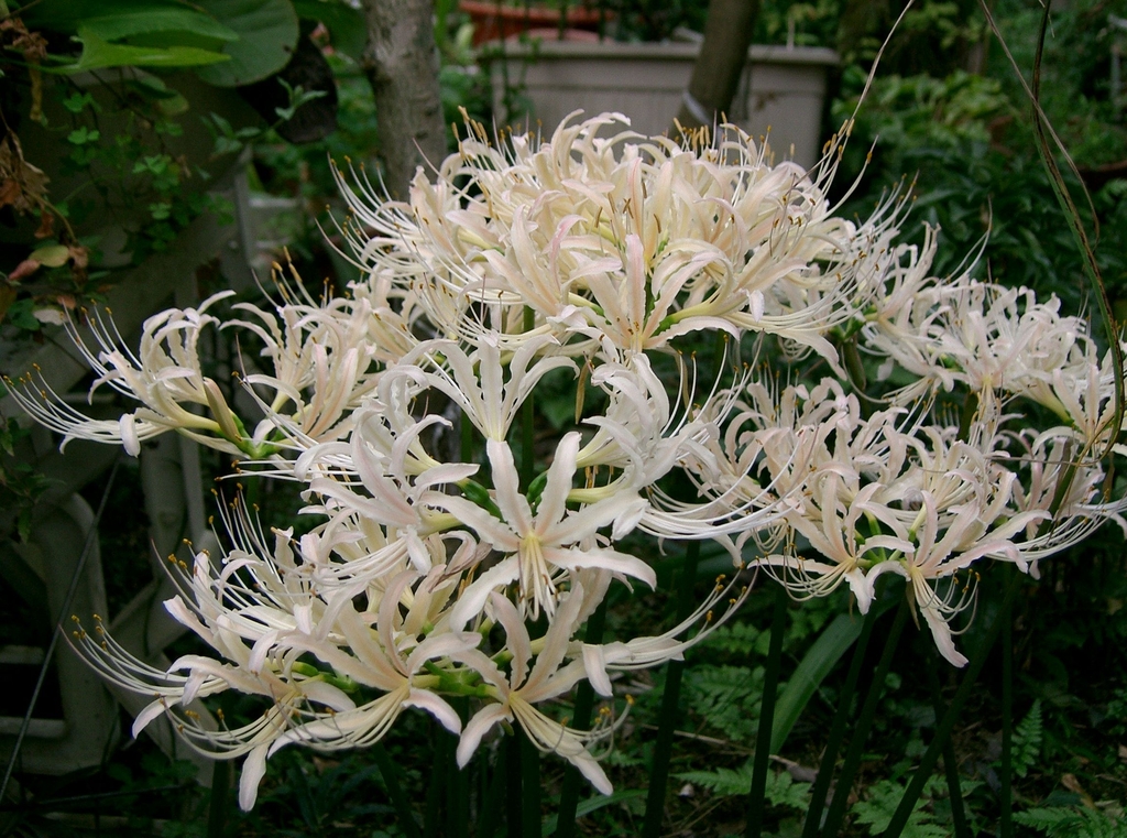 White flowers