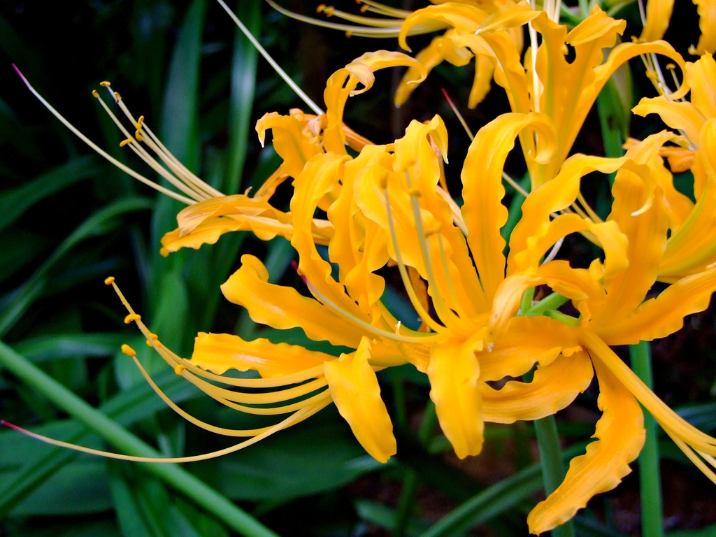 Flowers of L. aurea