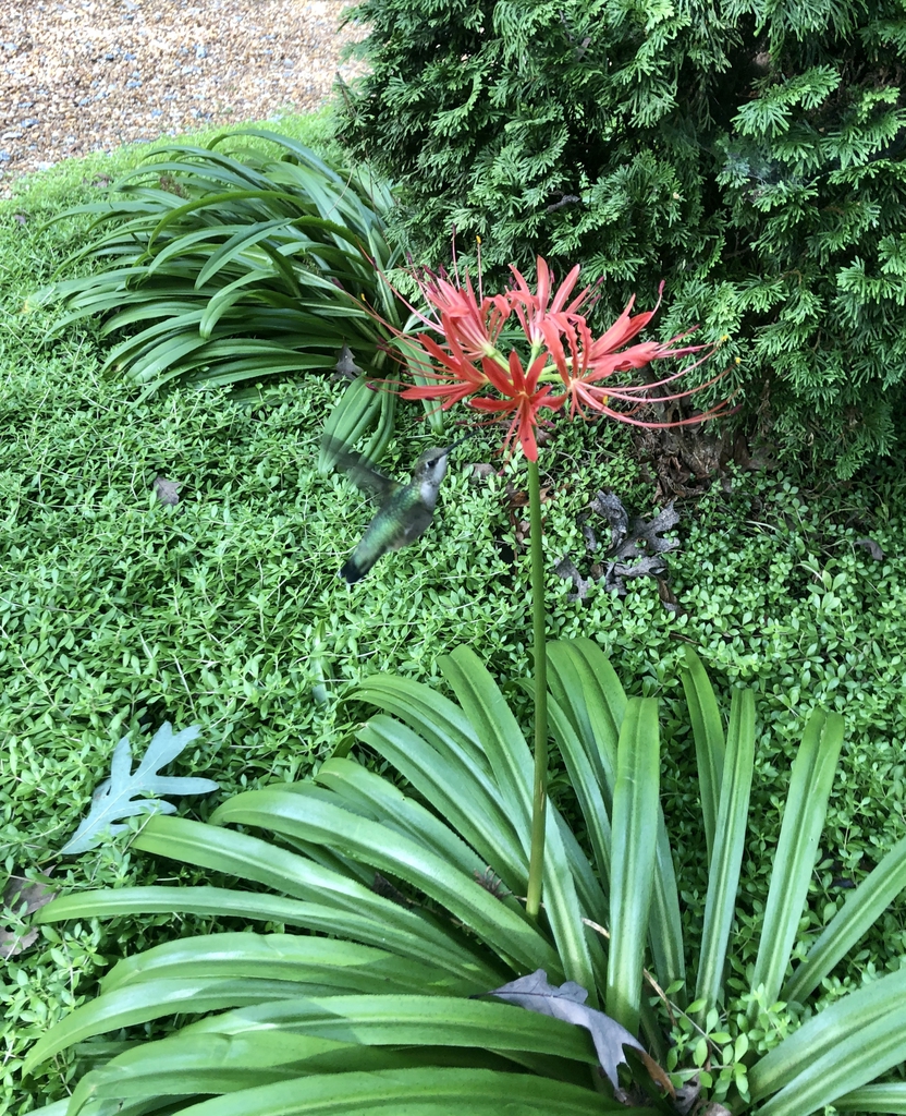 Lycoris radiata