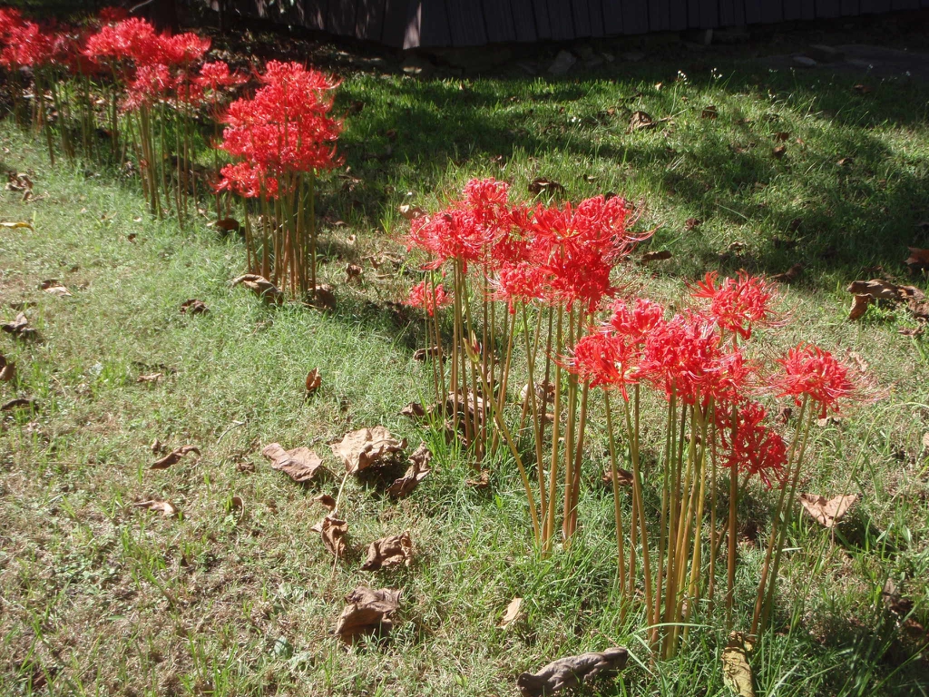 Whole plant