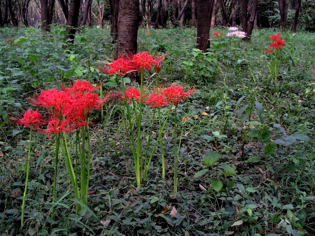 Form of L. radiata growing wild in the woods