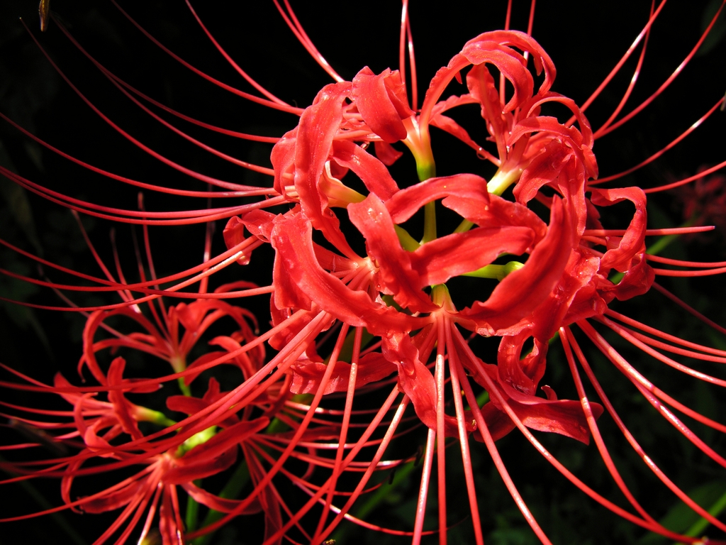 Species with long stamens