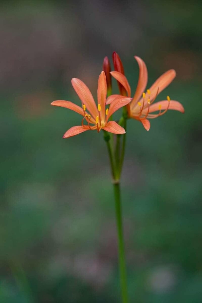 Species with short stamens
