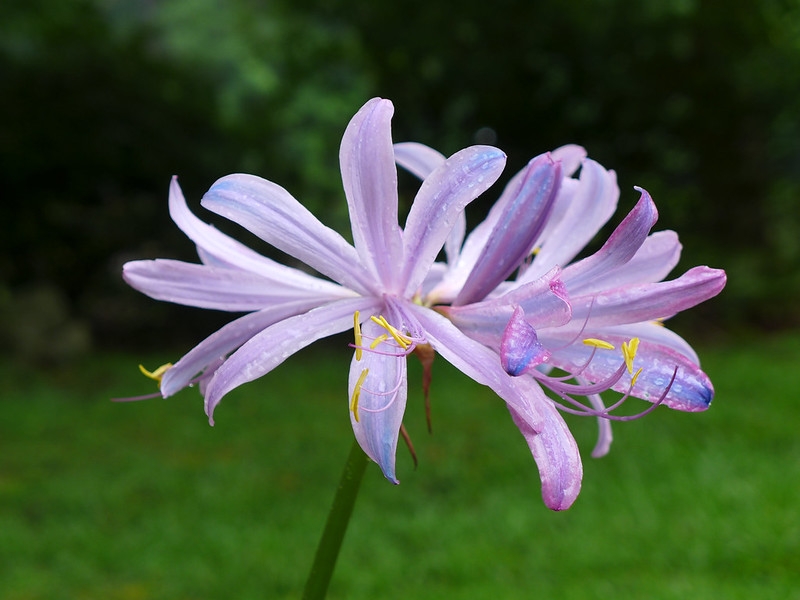 A cluster of bluish pink, 6-tepaled with long stamens.
