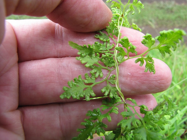 Lygodium japonica