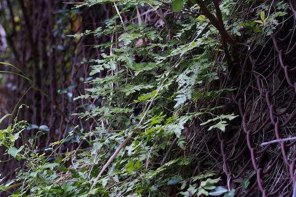 Lygodium japonica