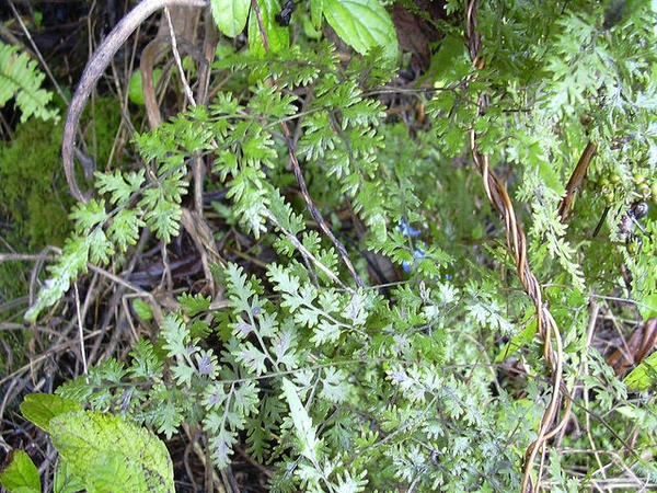 Lygodium japonica