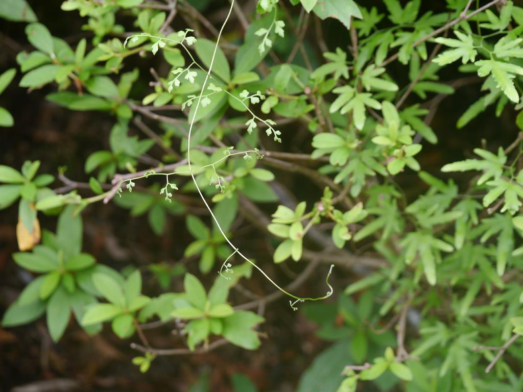 Form