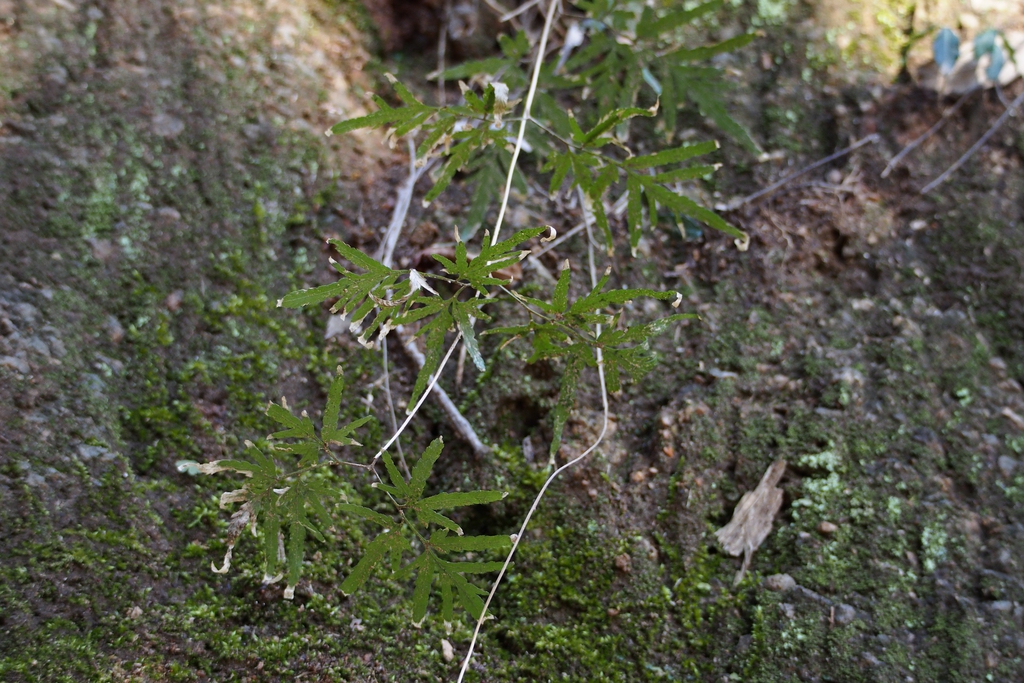 Form
