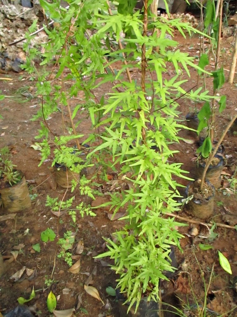Form