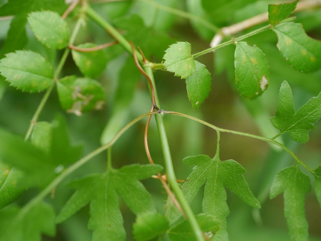 Leaves