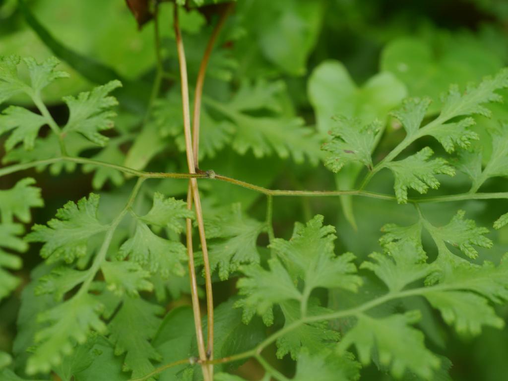 Leaves