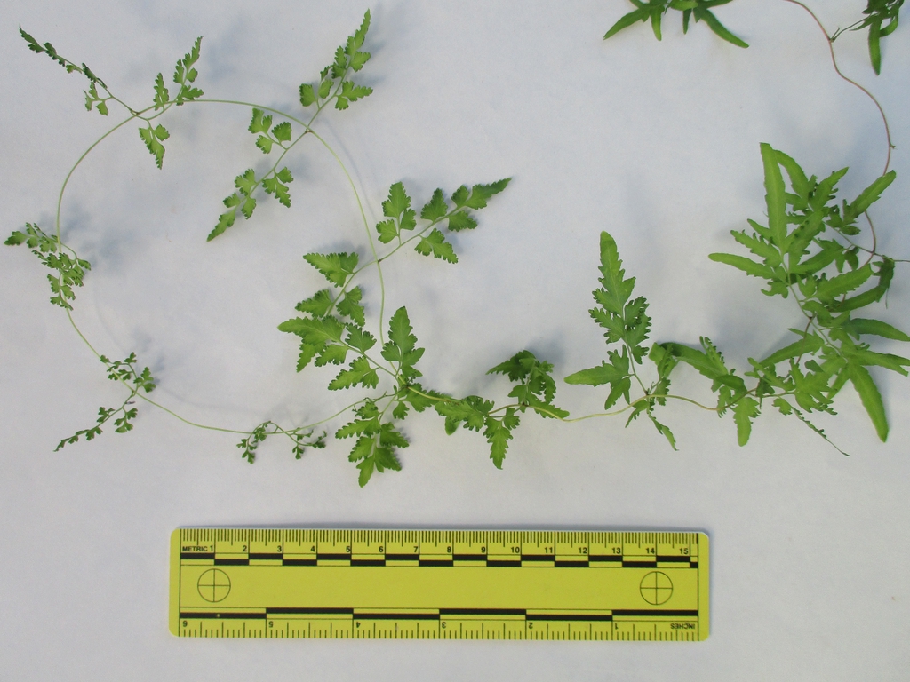 Leaves