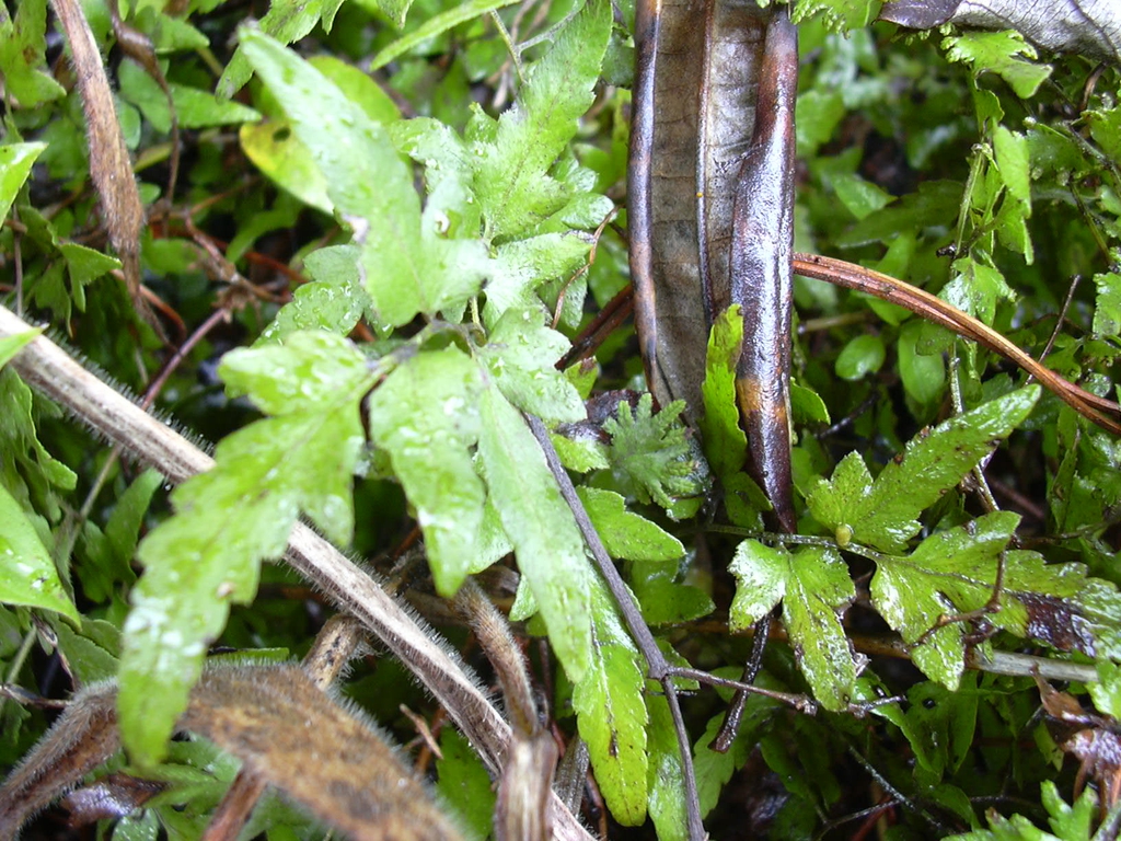 Leaves