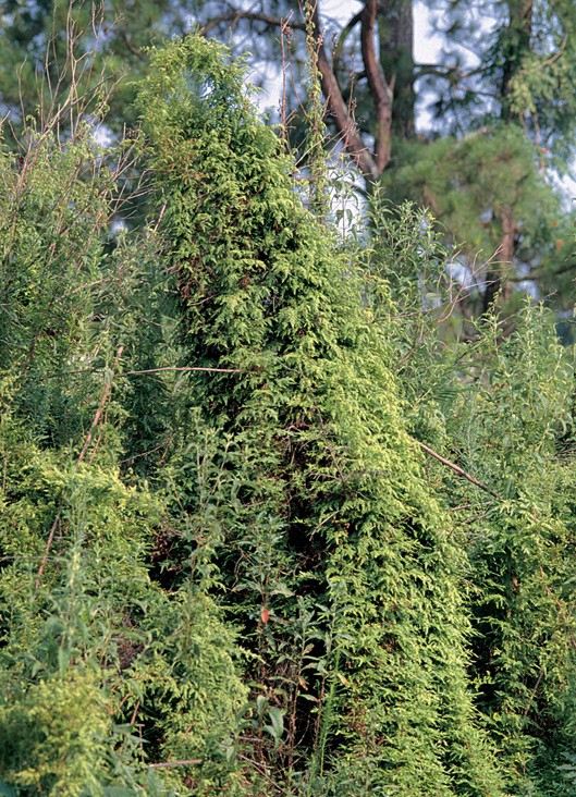 Form