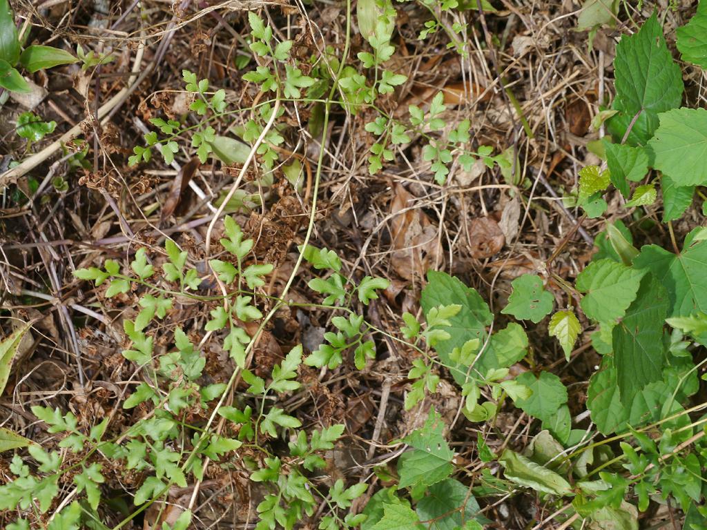 Leaves
