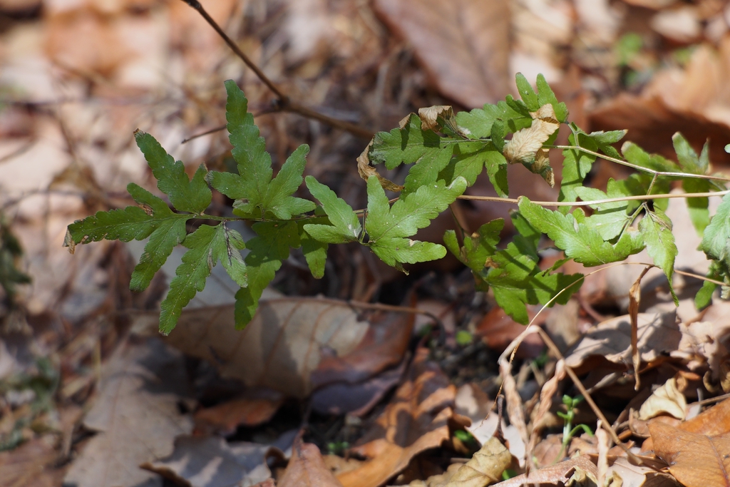 Leaves