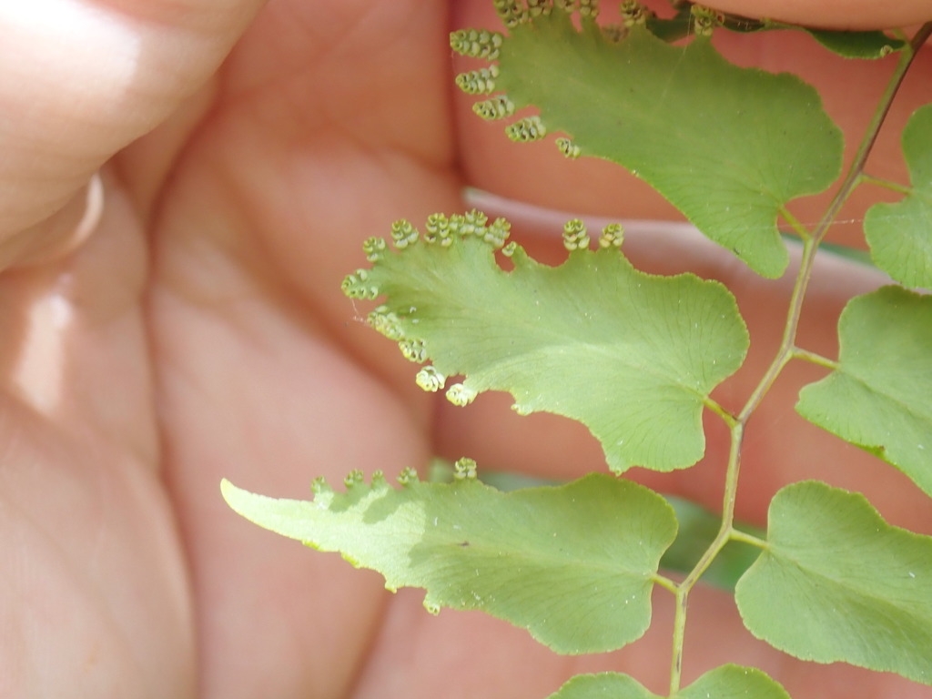 Underside of fertile leaflet