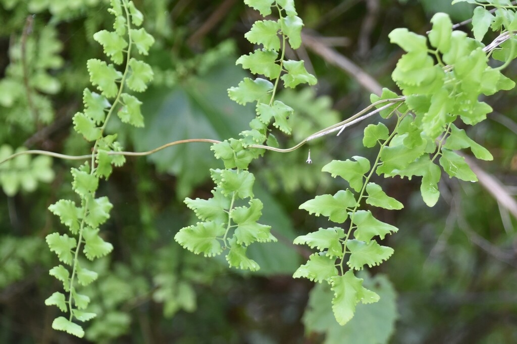 Fronds