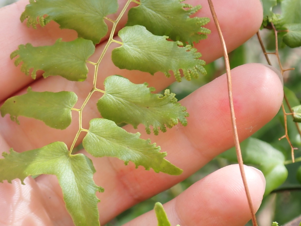 Fertile leaflets