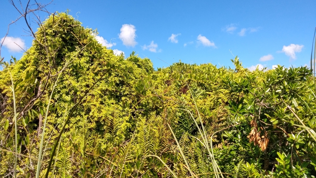 Form in FL
