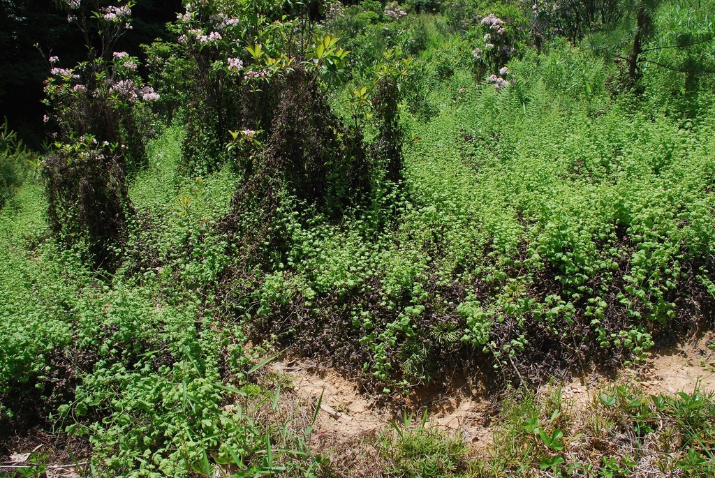 Form