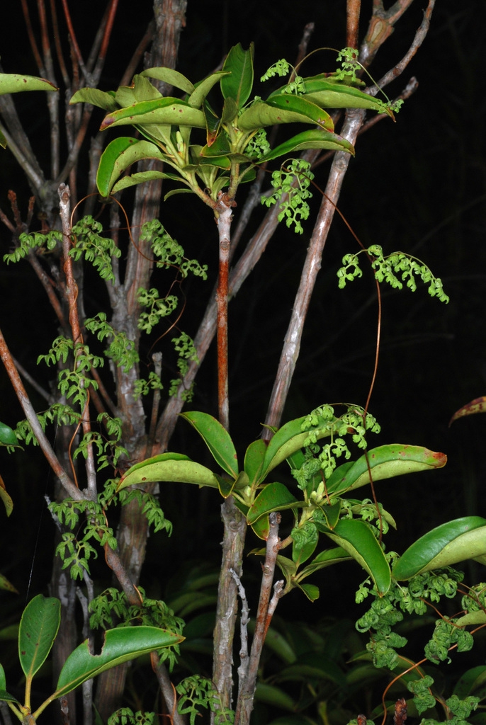 Lygodium palmatum