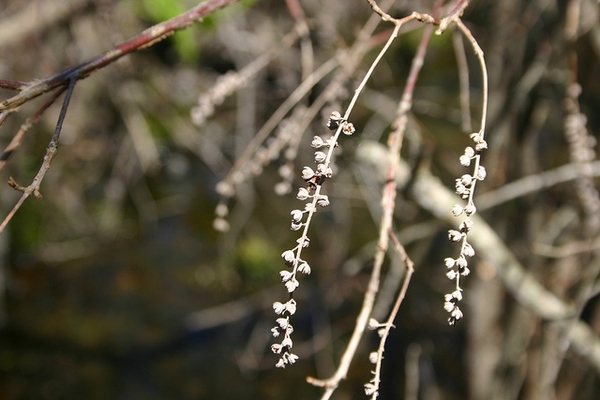 Lyonia ligustrina