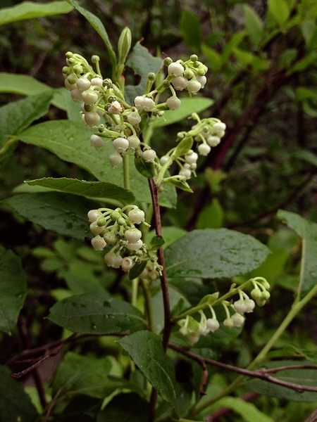Lyonia ligustrina