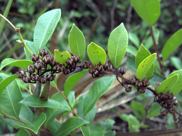 Fruit