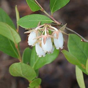 Lyonia mariana