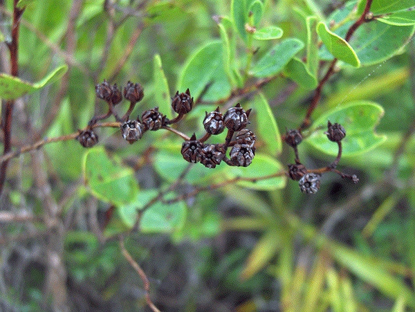Lyonia mariana