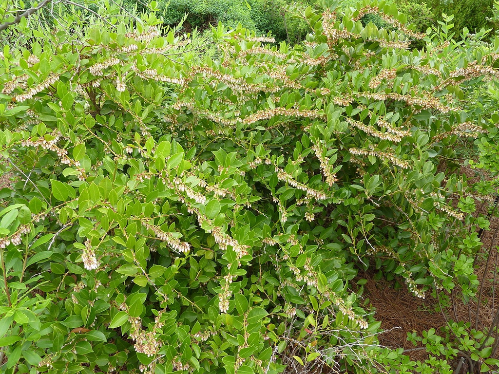 Form