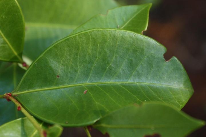 Leaf closeup