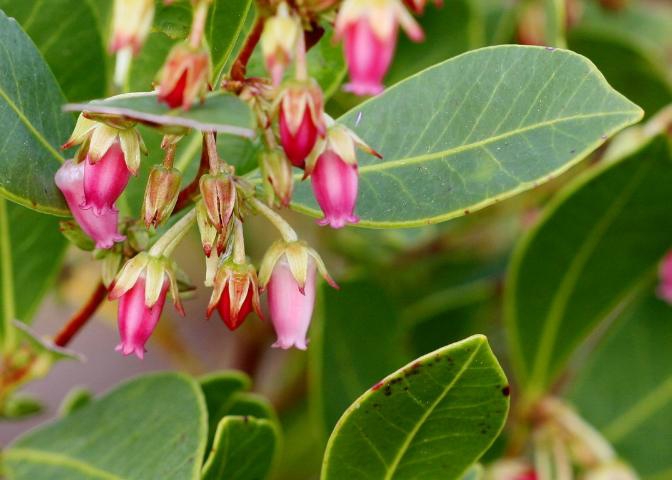 Flower and leaves