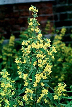 Lysimachia punctata