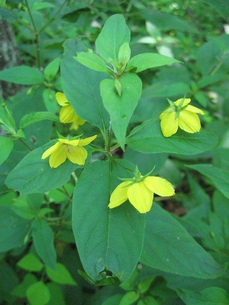 Lysimachia ciliata