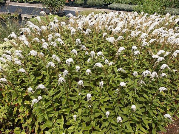Lysimachia clethroides