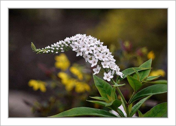 Lysimachia clethroides 