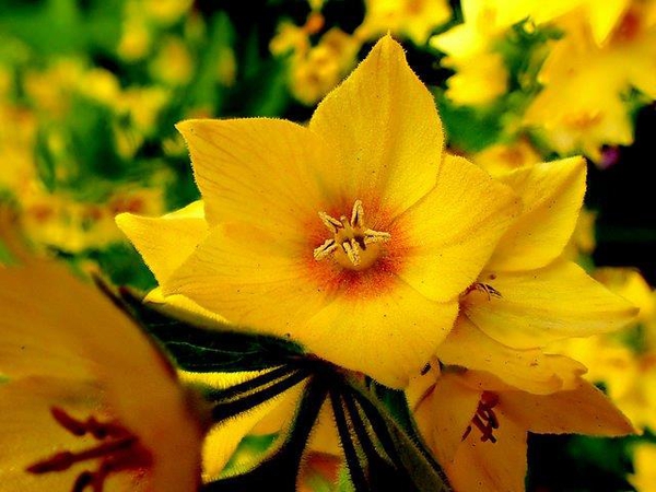 Lysimachia punctata