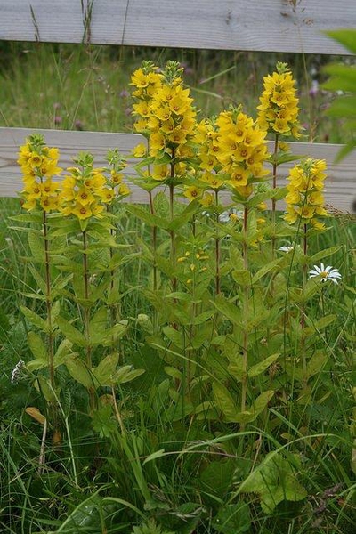 Lysimachia punctata