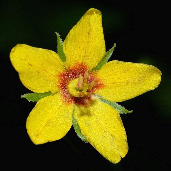Lysimachia quadrifolia