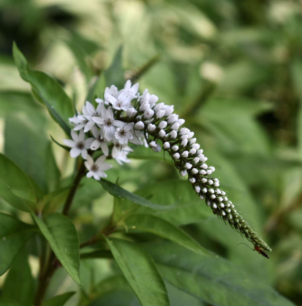 Lysimachia clethroides
