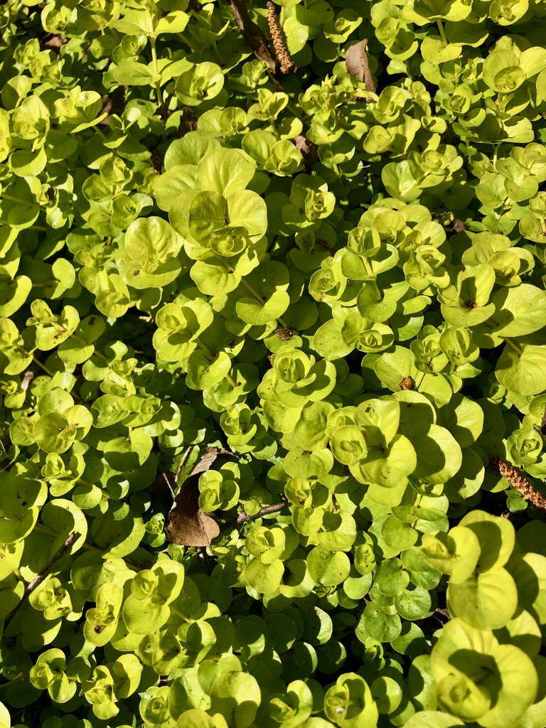 Lysimachia nummularia