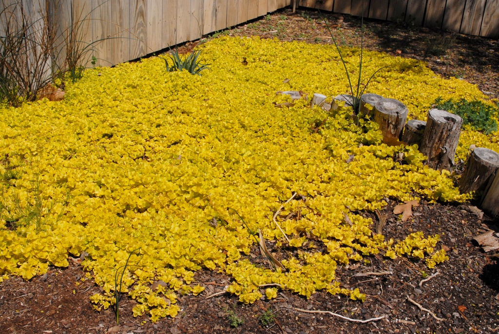 Lysimachia nummularia