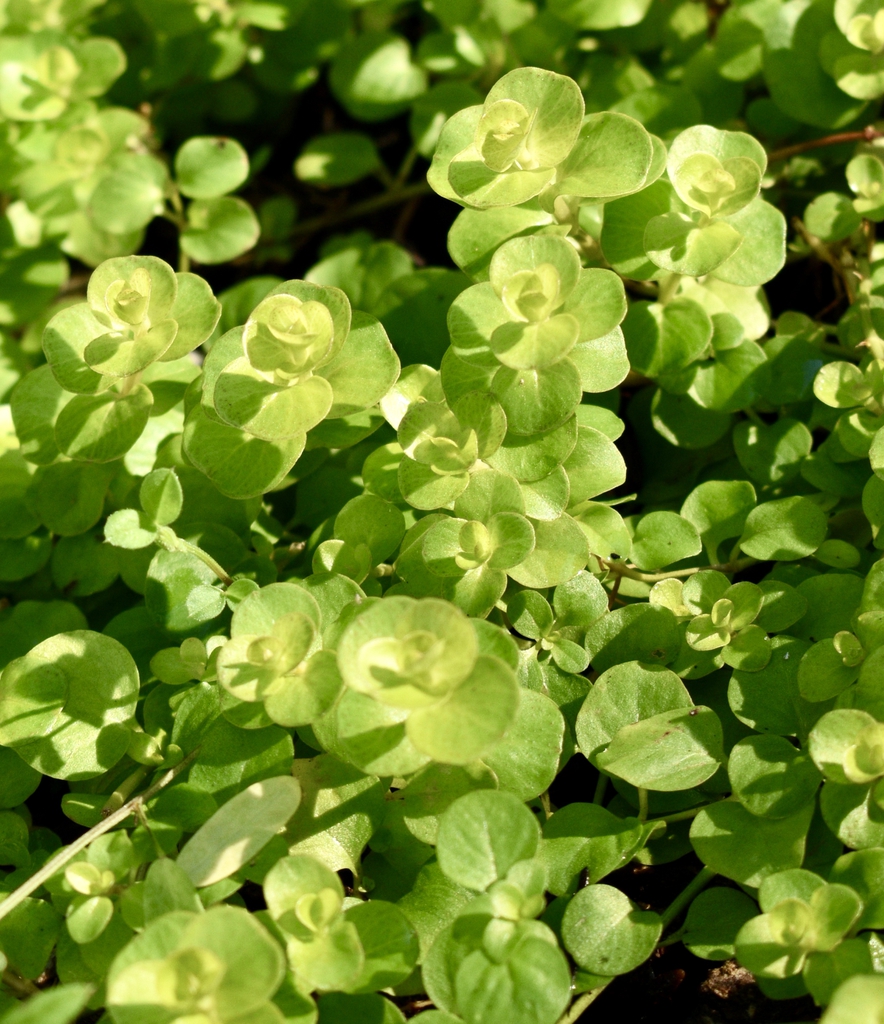 Lysimachia nummularia