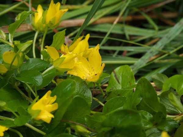 Lysimachia numularia