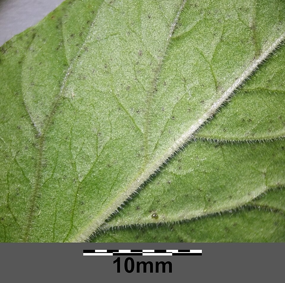 Underside of leaf with hairs