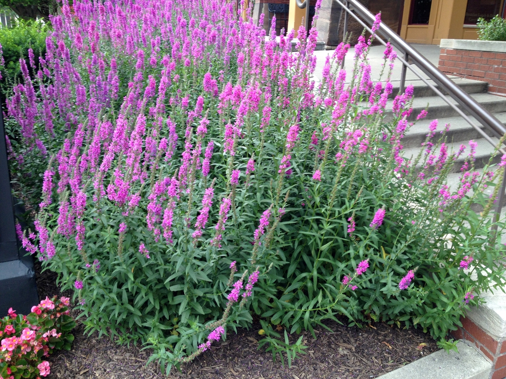 Lythrum salicaria