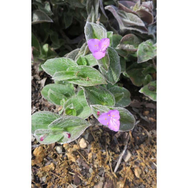 Tradescantia sillamontana